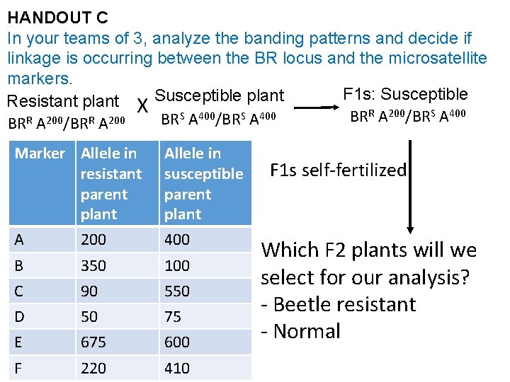 HANDOUT C In your teams of 3, analyze the banding patterns and decide if