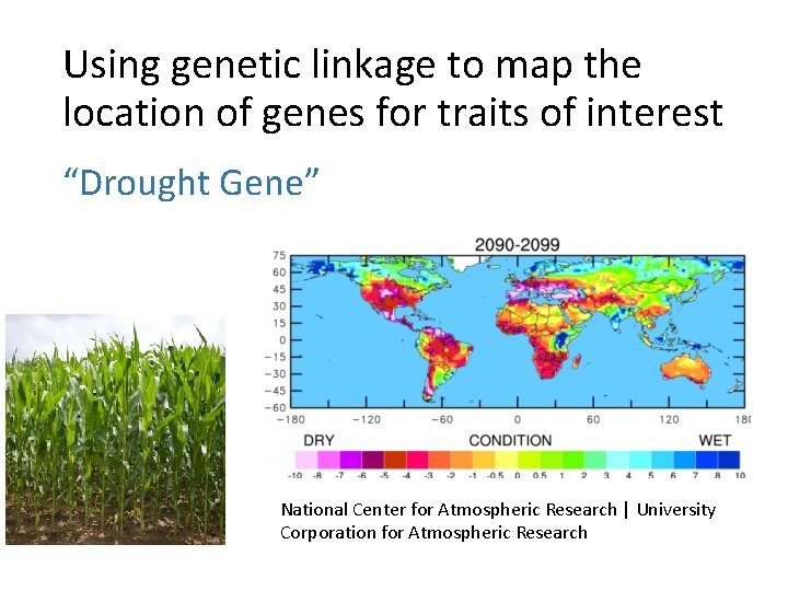 Using genetic linkage to map the location of genes for traits of interest “Drought