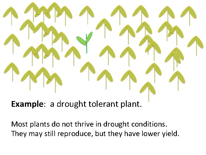 Example: a drought tolerant plant. Most plants do not thrive in drought conditions. They