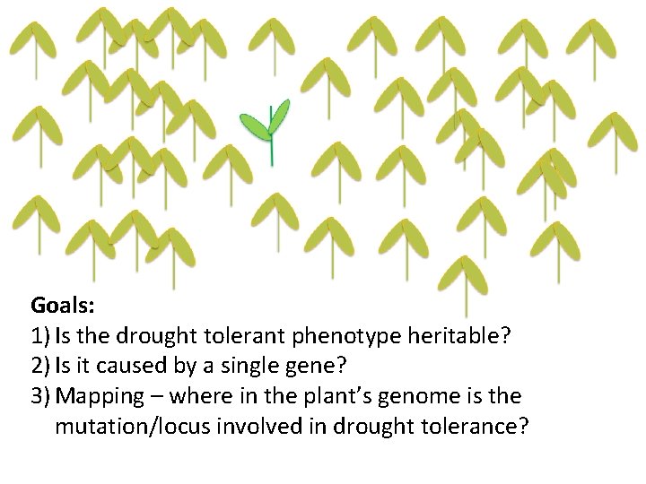 Goals: 1) Is the drought tolerant phenotype heritable? 2) Is it caused by a
