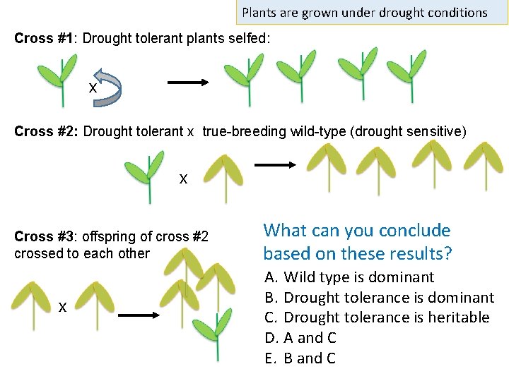 Plants are grown under drought conditions Cross #1: Drought tolerant plants selfed: x Cross