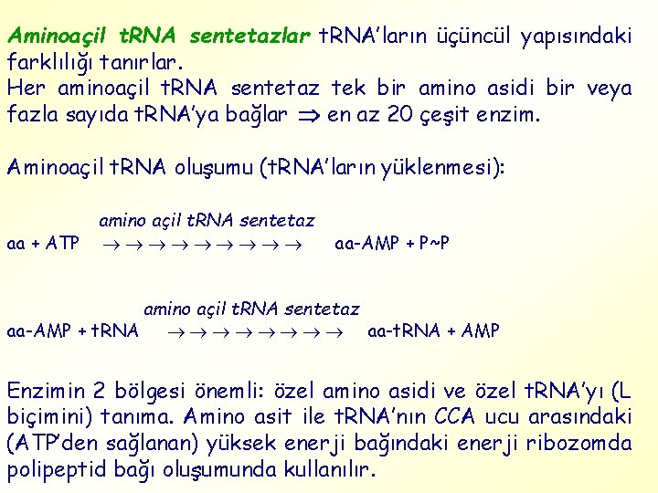 Aminoaçil t. RNA sentetazlar t. RNA’ların üçüncül yapısındaki farklılığı tanırlar. Her aminoaçil t. RNA