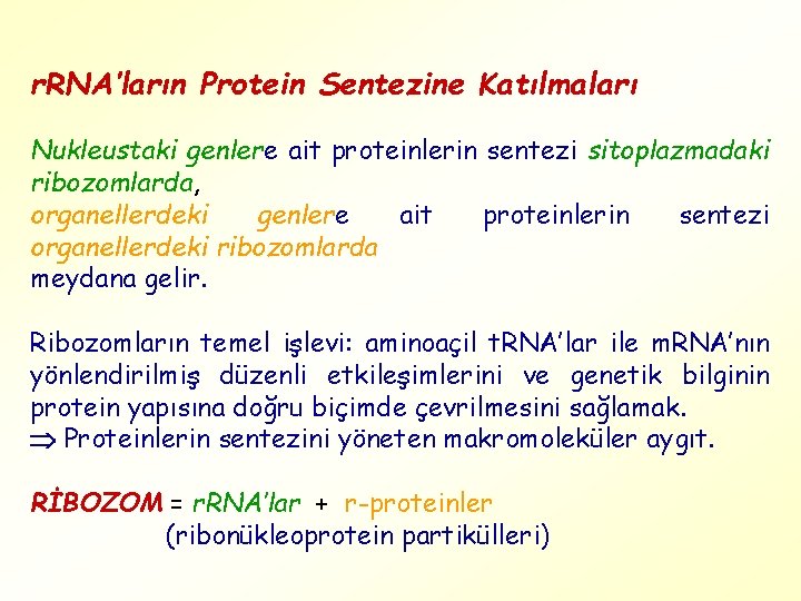 r. RNA’ların Protein Sentezine Katılmaları Nukleustaki genlere ait proteinlerin sentezi sitoplazmadaki ribozomlarda, organellerdeki genlere