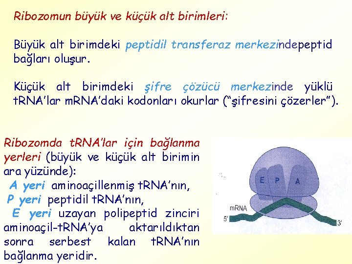 Ribozomun büyük ve küçük alt birimleri: Büyük alt birimdeki peptidil transferaz merkezindepeptid bağları oluşur.