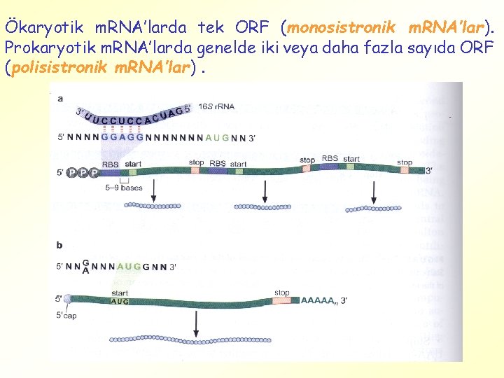 Ökaryotik m. RNA’larda tek ORF (monosistronik m. RNA’lar). Prokaryotik m. RNA’larda genelde iki veya