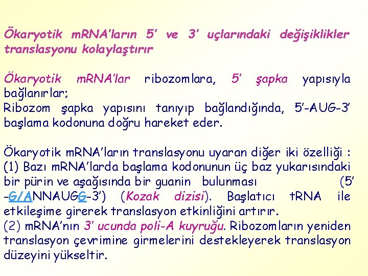 Ökaryotik m. RNA’ların 5’ ve 3’ uçlarındaki değişiklikler translasyonu kolaylaştırır Ökaryotik m. RNA’lar ribozomlara,