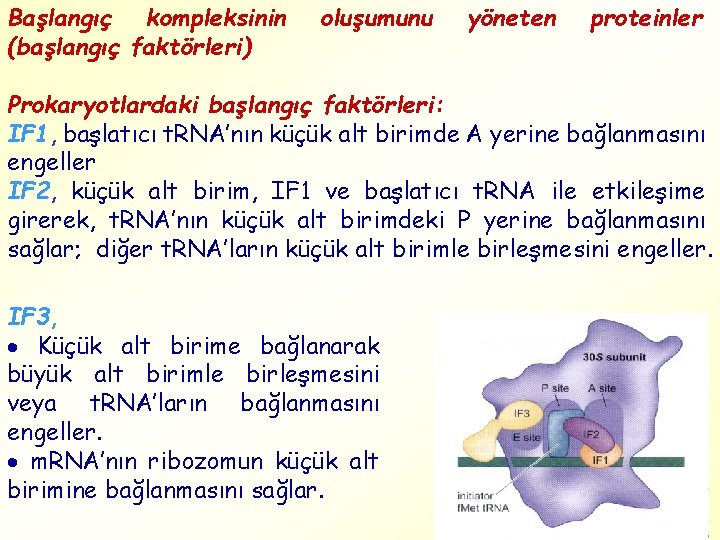 Başlangıç kompleksinin (başlangıç faktörleri) oluşumunu yöneten proteinler Prokaryotlardaki başlangıç faktörleri: IF 1, başlatıcı t.