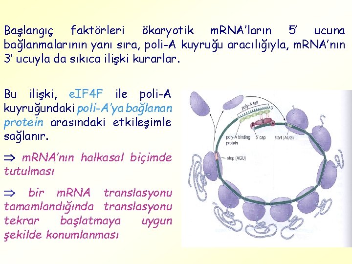 Başlangıç faktörleri ökaryotik m. RNA’ların 5’ ucuna bağlanmalarının yanı sıra, poli-A kuyruğu aracılığıyla, m.