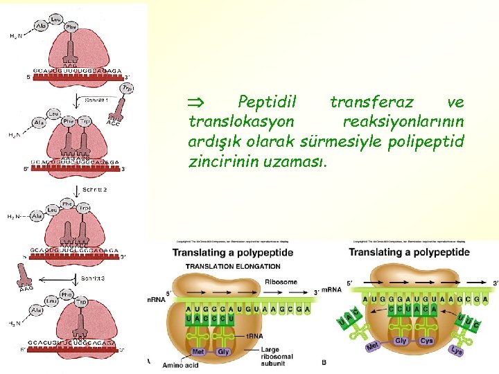  Peptidil transferaz ve translokasyon reaksiyonlarının ardışık olarak sürmesiyle polipeptid zincirinin uzaması. 