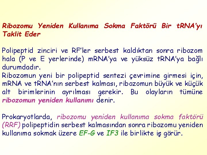 Ribozomu Yeniden Kullanıma Sokma Faktörü Bir t. RNA’yı Taklit Eder Polipeptid zinciri ve RF’ler