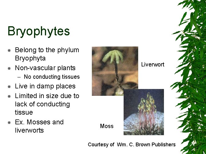 Bryophytes Belong to the phylum Bryophyta Non-vascular plants Liverwort – No conducting tissues Live