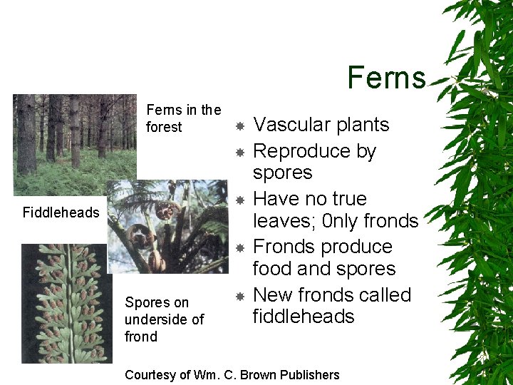 Ferns in the forest Fiddleheads Spores on underside of frond Vascular plants Reproduce by