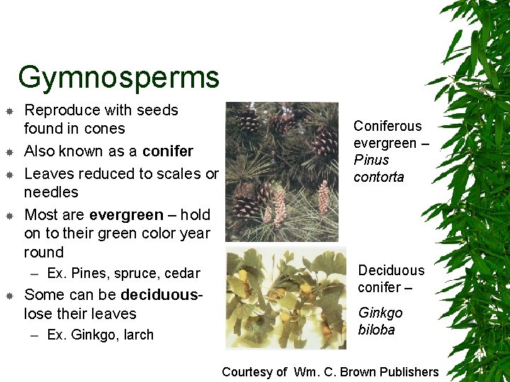 Gymnosperms Reproduce with seeds found in cones Also known as a conifer Leaves reduced