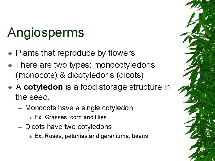 Angiosperms Plants that reproduce by flowers There are two types: monocotyledons (monocots) & dicotyledons