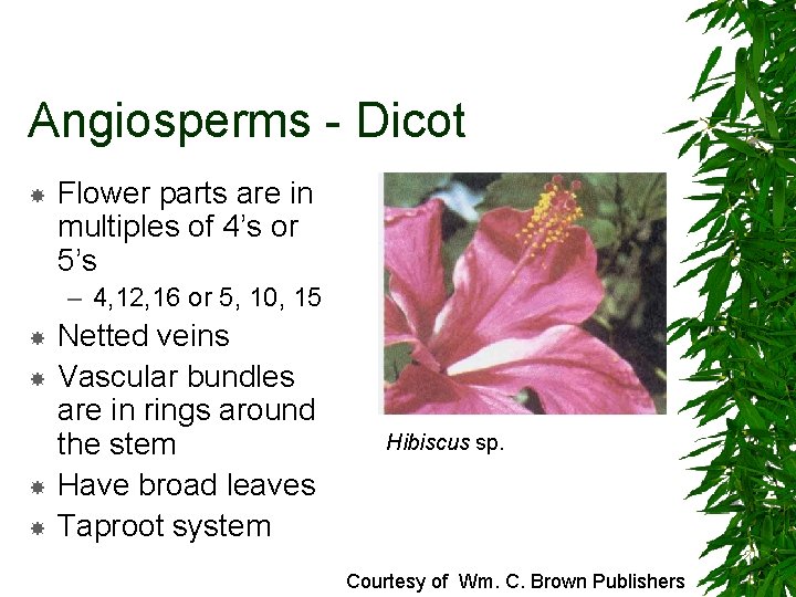 Angiosperms - Dicot Flower parts are in multiples of 4’s or 5’s – 4,
