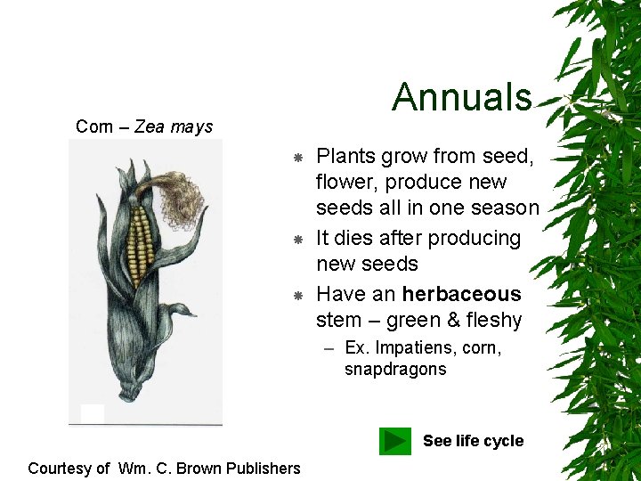 Annuals Corn – Zea mays Plants grow from seed, flower, produce new seeds all