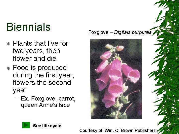 Biennials Foxglove – Digitals purpurea Plants that live for two years, then flower and