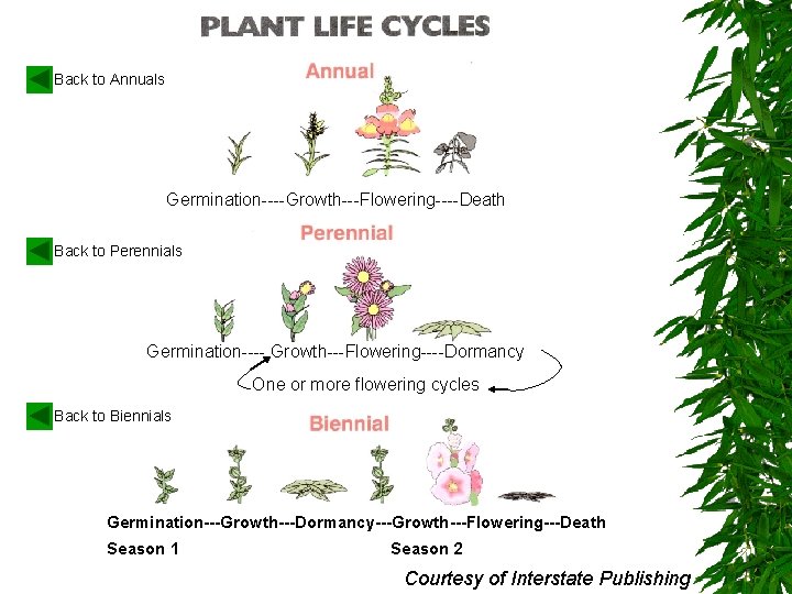Back to Annuals Germination----Growth---Flowering----Death Back to Perennials Germination---- Growth---Flowering----Dormancy One or more flowering cycles