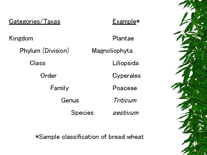 Categories/Taxas Example* Kingdom Plantae Phylum (Division) Magnoliophyta Class Liliopsida Order Cyperales Family Poaceae Genus