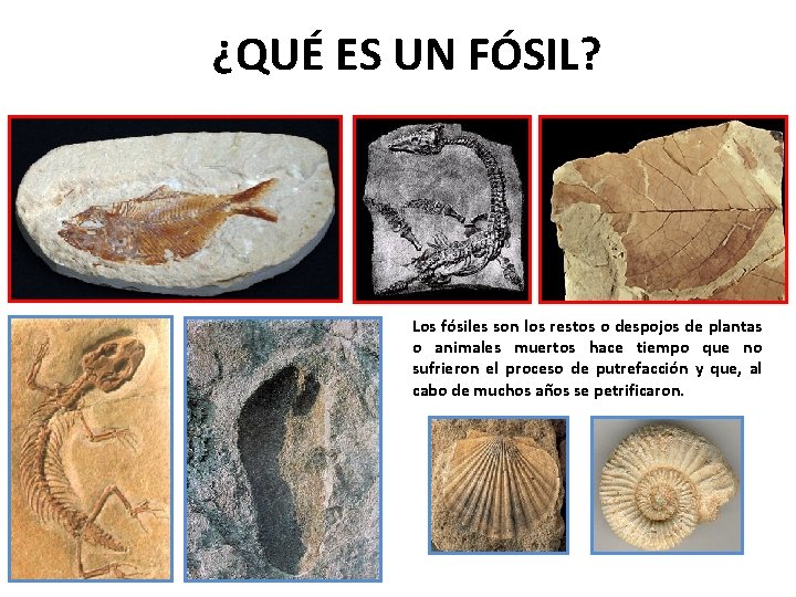 ¿QUÉ ES UN FÓSIL? Los fósiles son los restos o despojos de plantas o