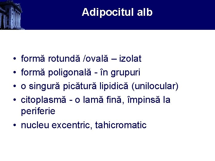 Adipocitul alb • • formă rotundă /ovală – izolat formă poligonală - în grupuri