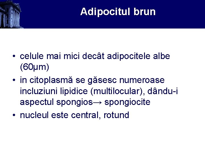 Adipocitul brun • celule mai mici decât adipocitele albe (60µm) • in citoplasmă se