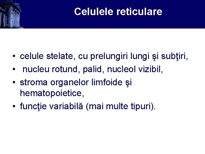 Celulele reticulare • celule stelate, cu prelungiri lungi şi subţiri, • nucleu rotund, palid,