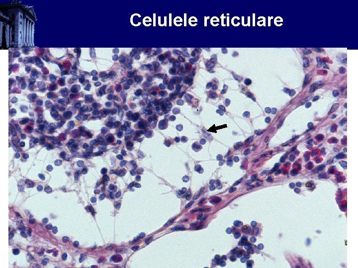 Celulele reticulare 