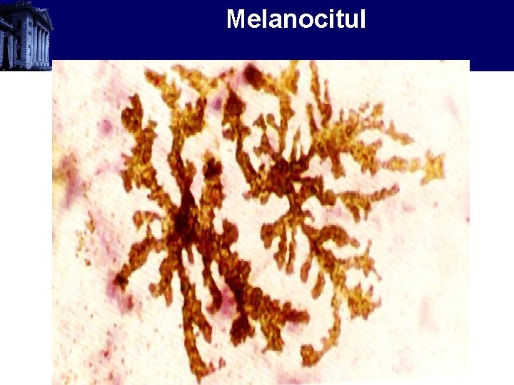 Melanocitul 