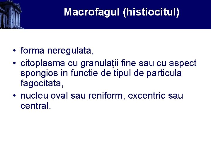 Macrofagul (histiocitul) • forma neregulata, • citoplasma cu granulaţii fine sau cu aspect spongios