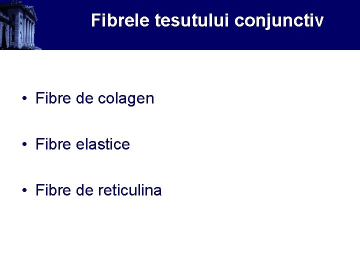 Fibrele tesutului conjunctiv • Fibre de colagen • Fibre elastice • Fibre de reticulina