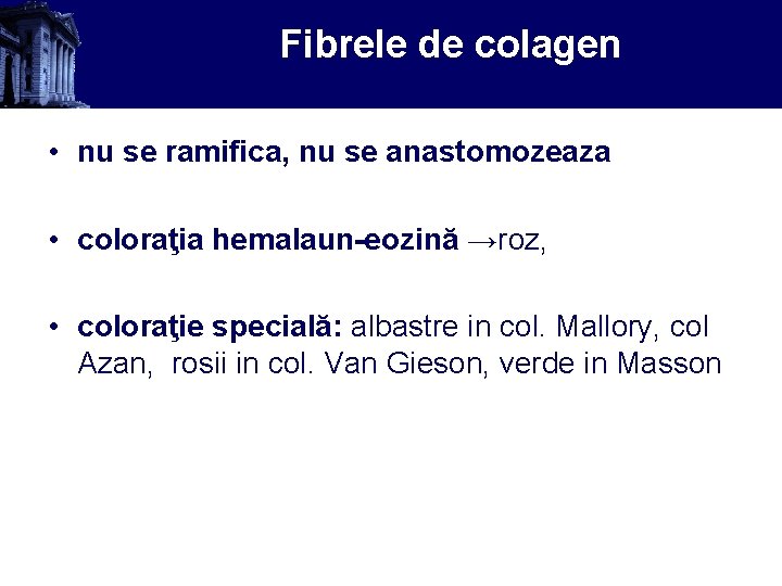 Fibrele de colagen • nu se ramifica, nu se anastomozeaza • coloraţia hemalaun-eozină →roz,