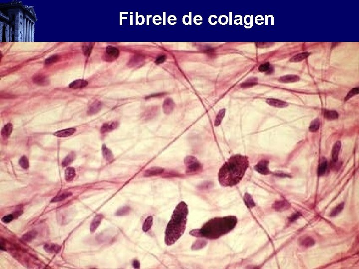 Fibrele de colagen 
