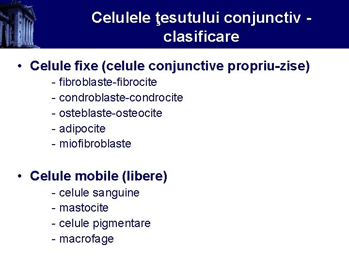 Celulele ţesutului conjunctiv clasificare • Celule fixe (celule conjunctive propriu-zise) - fibroblaste-fibrocite - condroblaste-condrocite