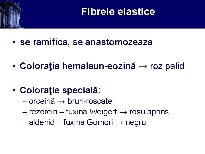 Fibrele elastice • se ramifica, se anastomozeaza • Coloraţia hemalaun-eozină → roz palid •