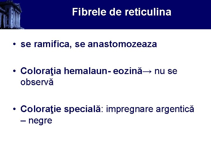 Fibrele de reticulina • se ramifica, se anastomozeaza • Coloraţia hemalaun- eozină→ nu se
