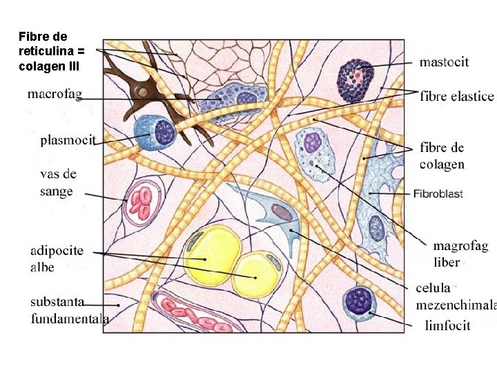 Fibre de reticulina = colagen III 
