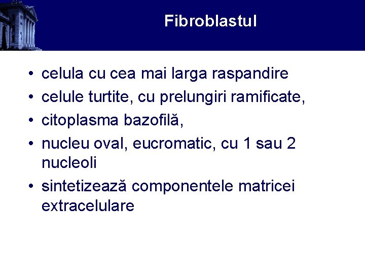 Fibroblastul • • celula cu cea mai larga raspandire celule turtite, cu prelungiri ramificate,
