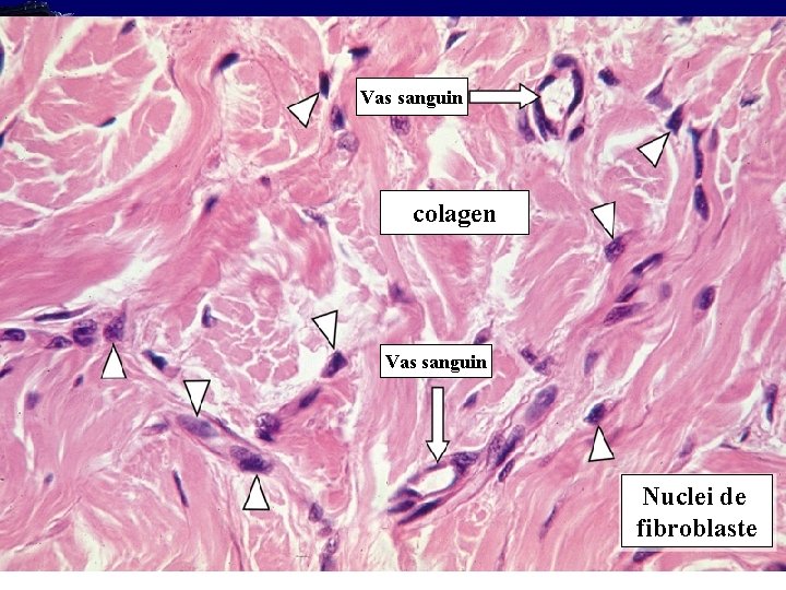 Vas sanguin colagen Vas sanguin Nuclei de fibroblaste 