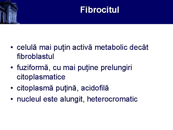 Fibrocitul • celulă mai puţin activă metabolic decât fibroblastul • fuziformă, cu mai puţine
