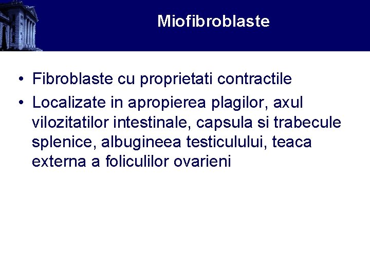 Miofibroblaste • Fibroblaste cu proprietati contractile • Localizate in apropierea plagilor, axul vilozitatilor intestinale,