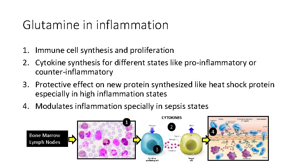 Glutamine in inflammation 1. Immune cell synthesis and proliferation 2. Cytokine synthesis for different