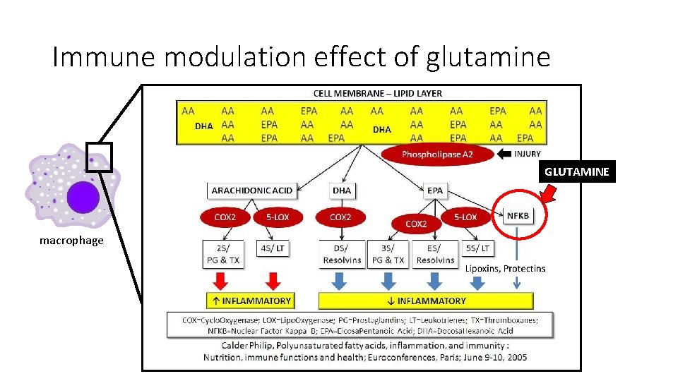 Immune modulation effect of glutamine GLUTAMINE macrophage 