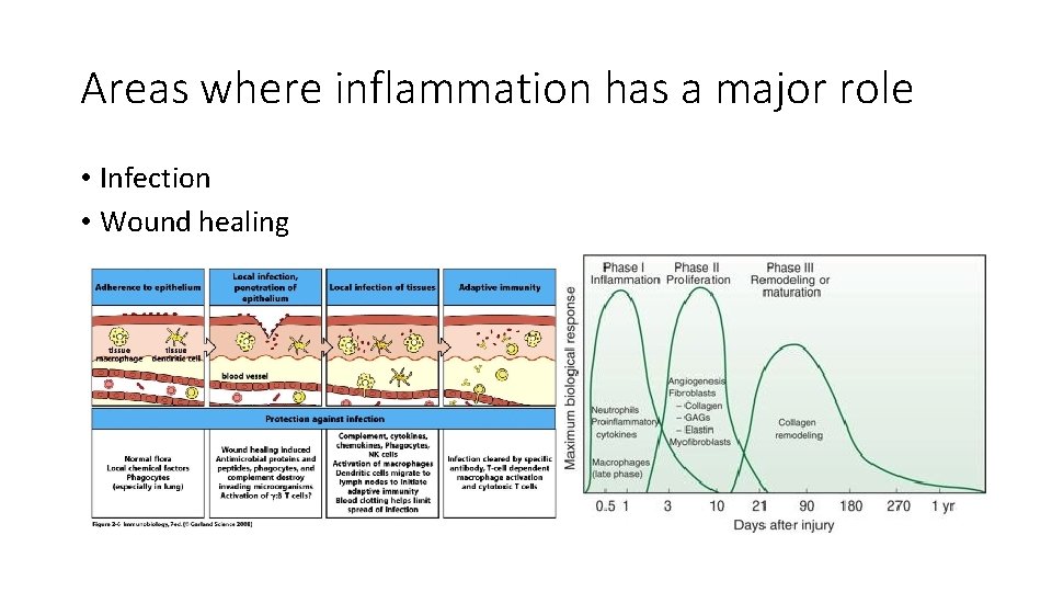 Areas where inflammation has a major role • Infection • Wound healing 
