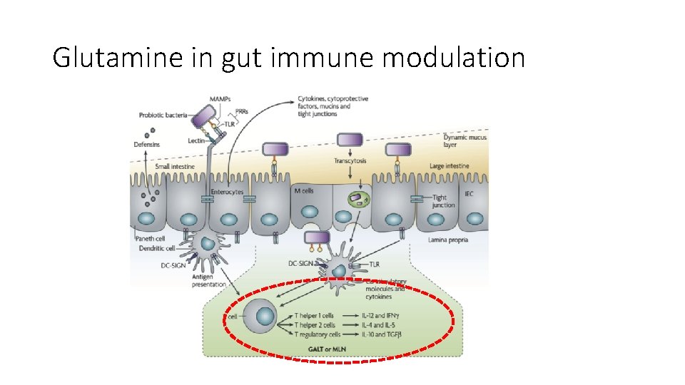 Glutamine in gut immune modulation 