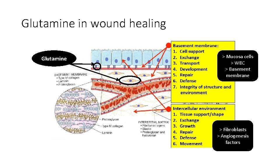 Glutamine in wound healing Glutamine > Mucosa cells > WBC > Basement membrane >