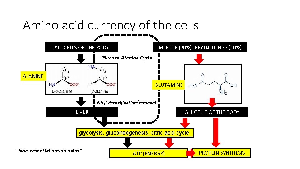 Amino acid currency of the cells ALL CELLS OF THE BODY MUSCLE (90%), BRAIN,