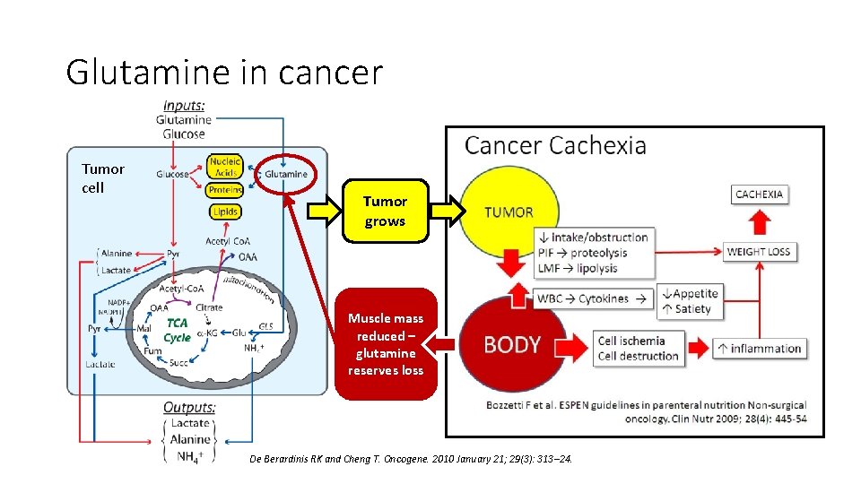 Glutamine in cancer Tumor cell Tumor grows Muscle mass reduced – glutamine reserves loss