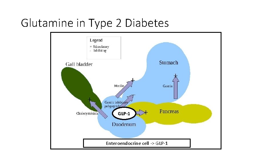 Glutamine in Type 2 Diabetes GLP-1 Enteroendocrine cell -> GLP-1 