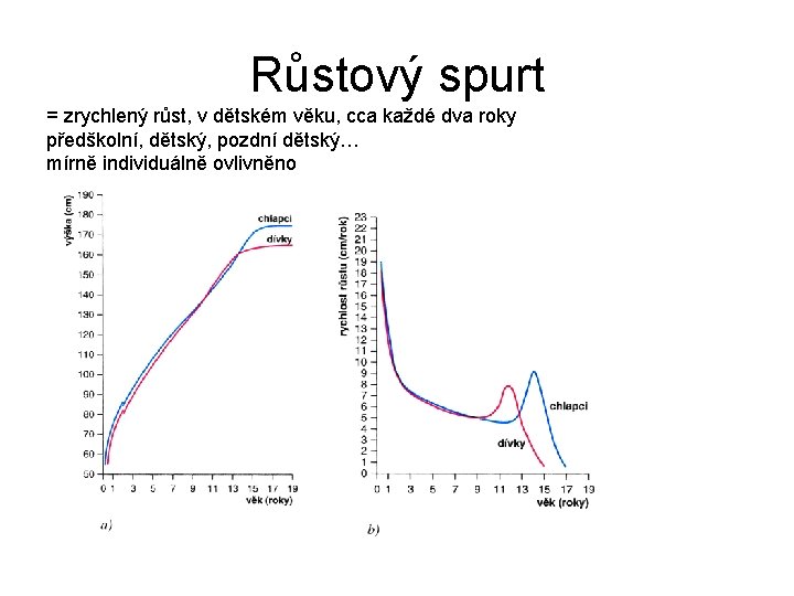 Růstový spurt = zrychlený růst, v dětském věku, cca každé dva roky předškolní, dětský,